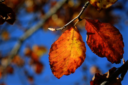 Foglie autunno